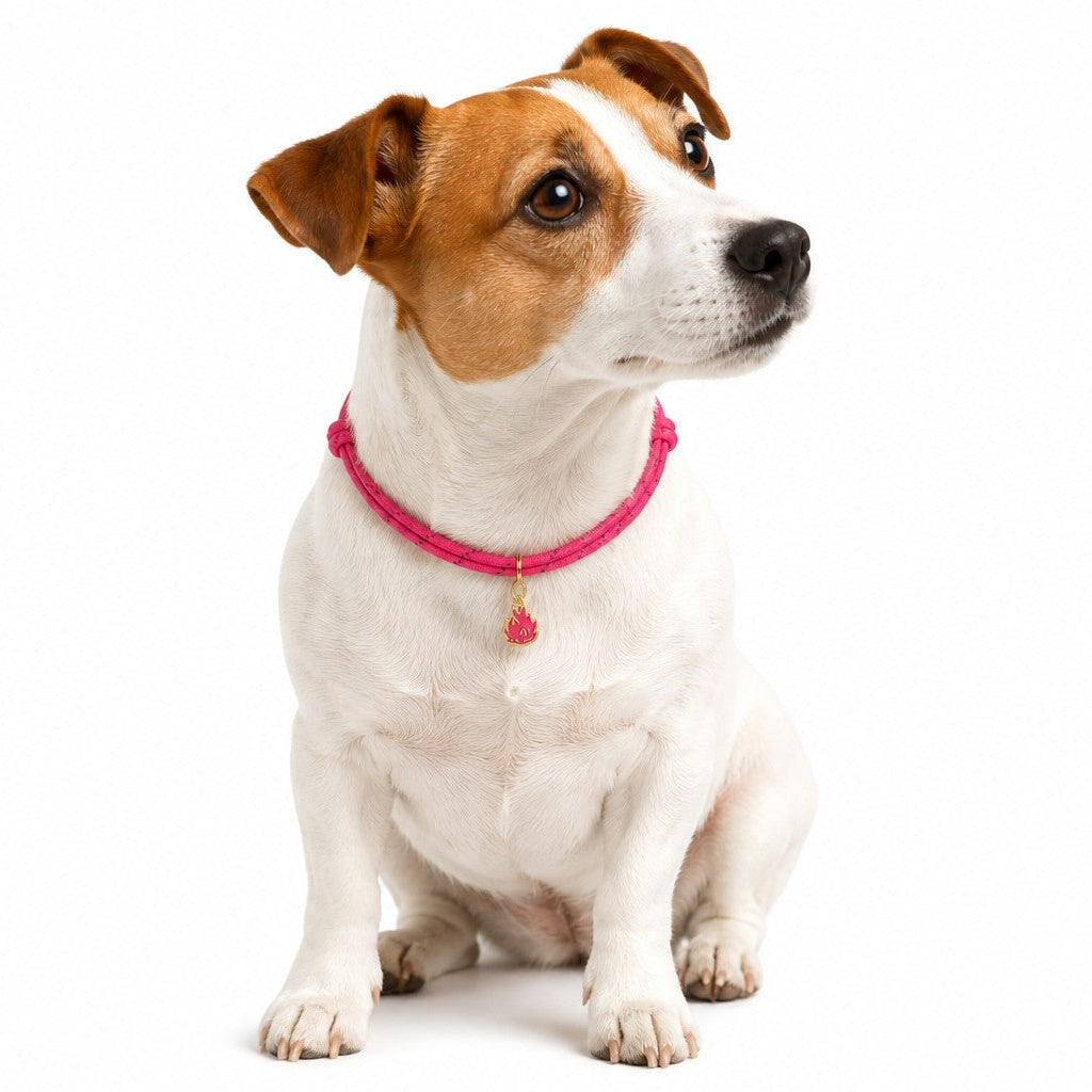 Tag Collar