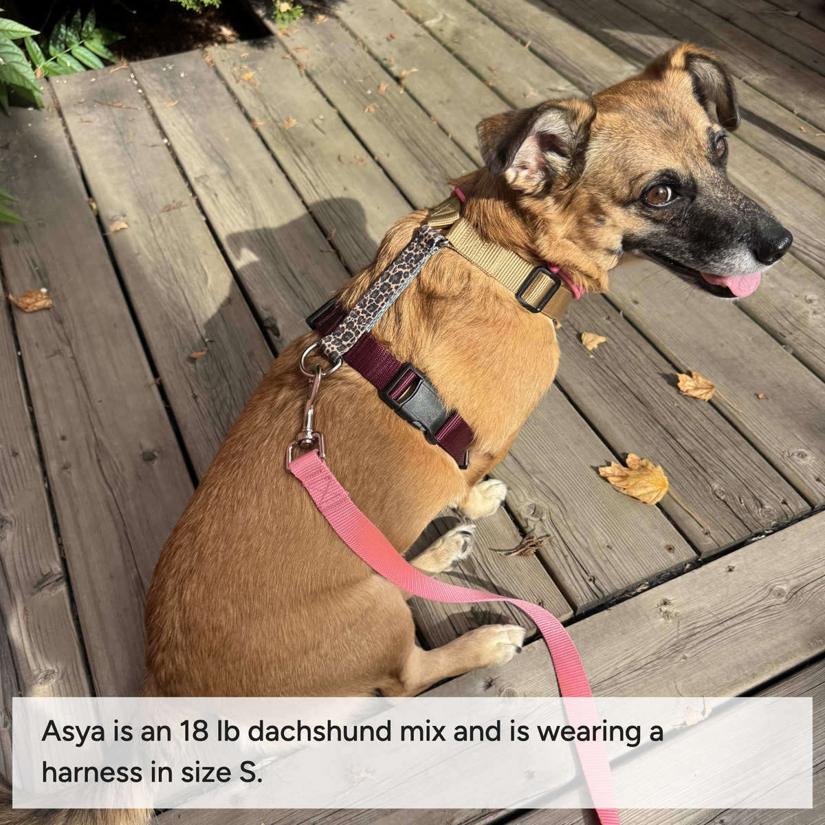 Dog harness Royal Safari