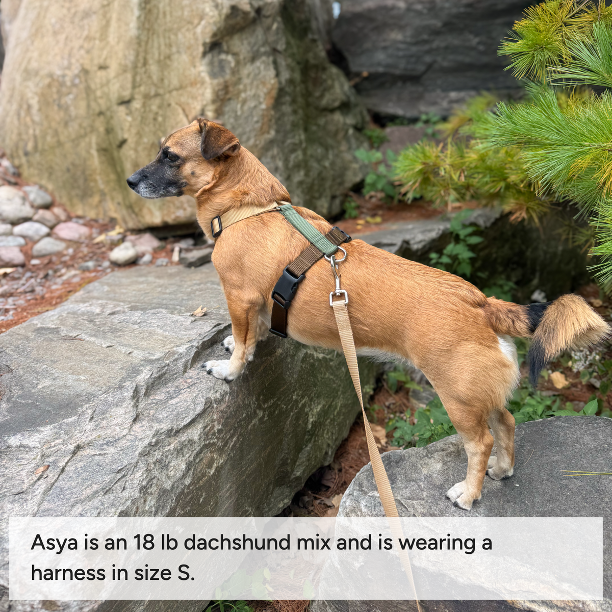 Dog harness Cottage Country