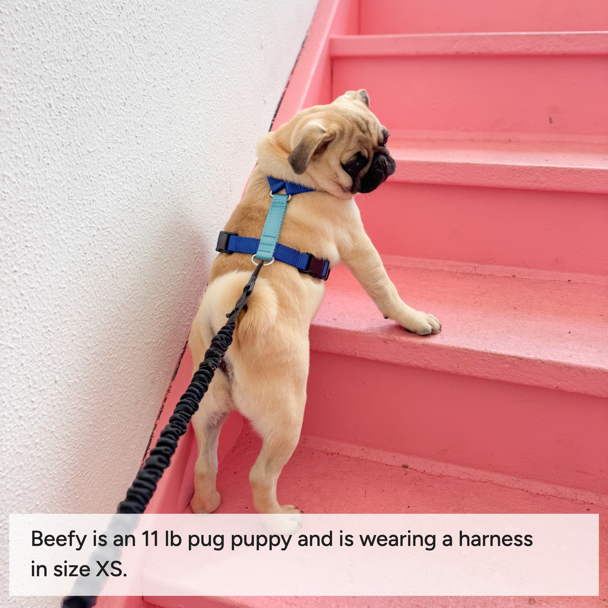 Dog harness Dockside Coffee