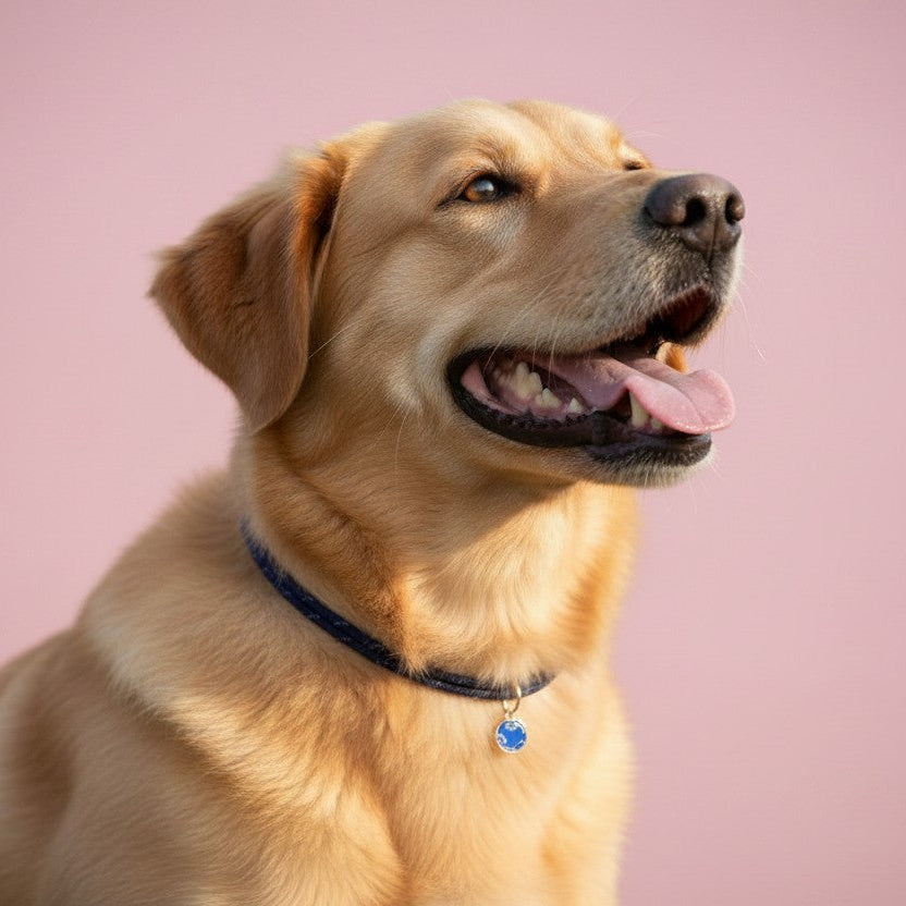 Reflective Tag Collar Navy