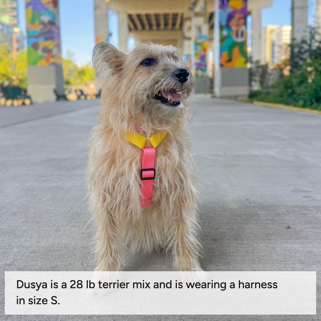 Dog harness Tutti-frutty