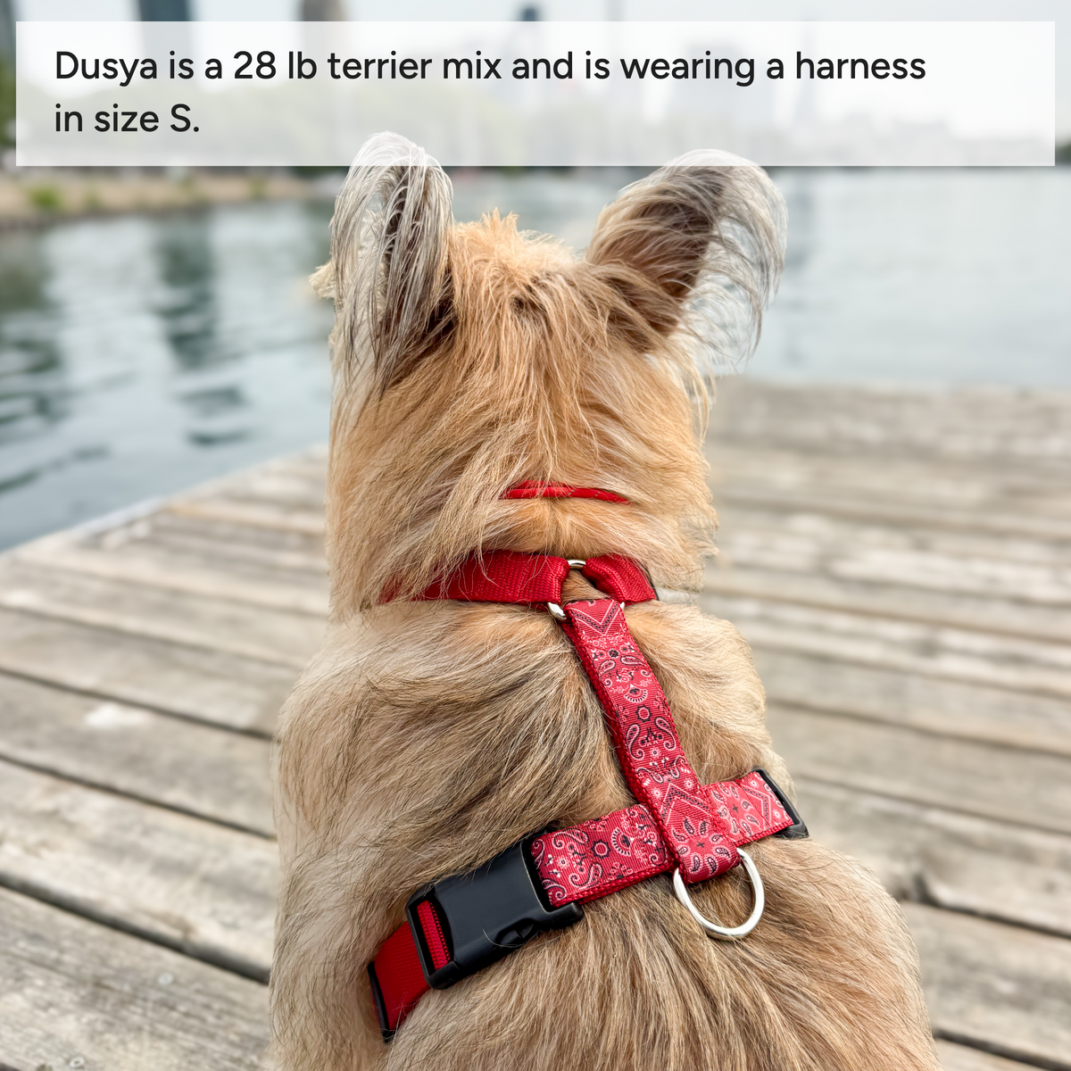 Dog harness Paisley Red