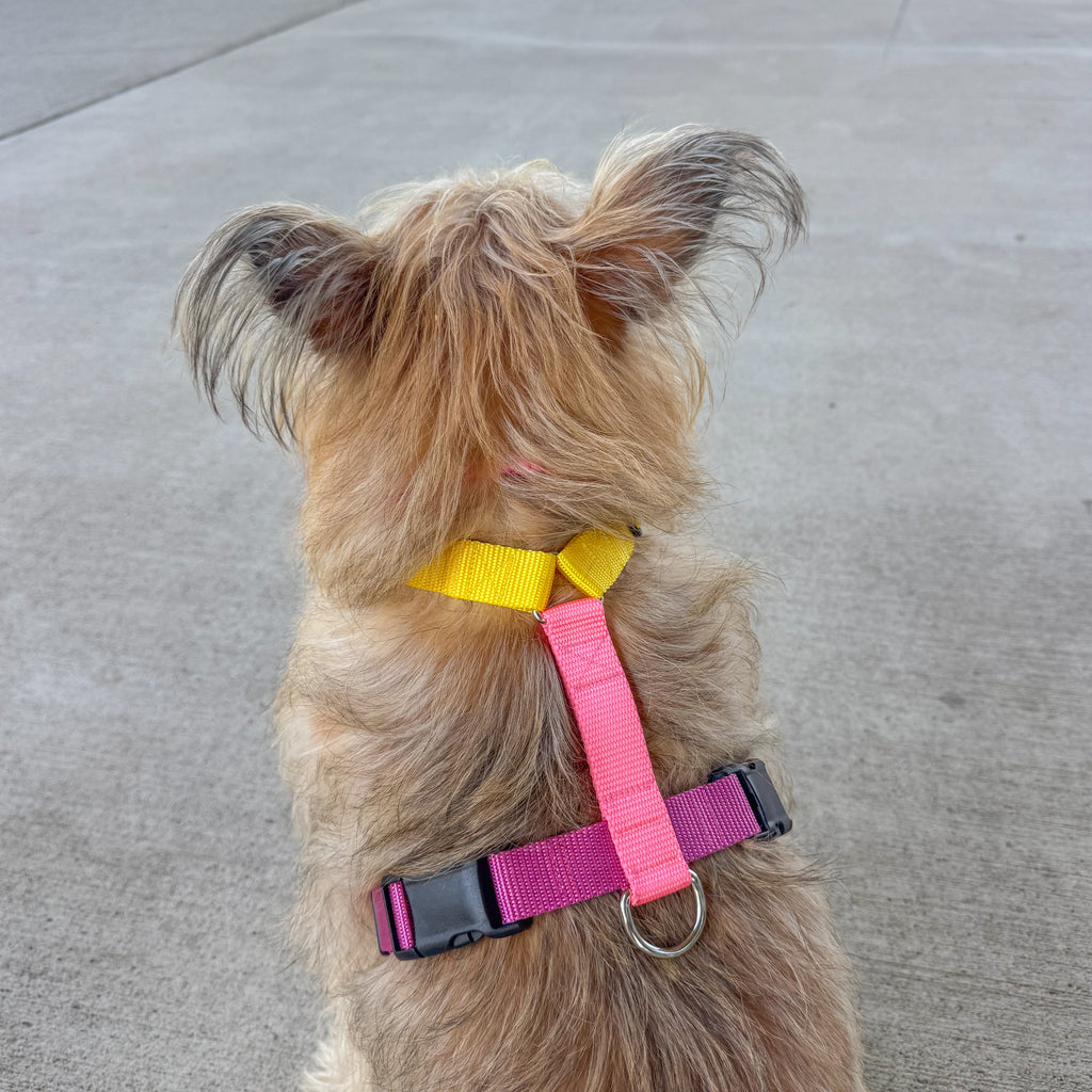 A small tan dog seen from behind wearing a bright pink and yellow harness on a paved outdoor walkway.