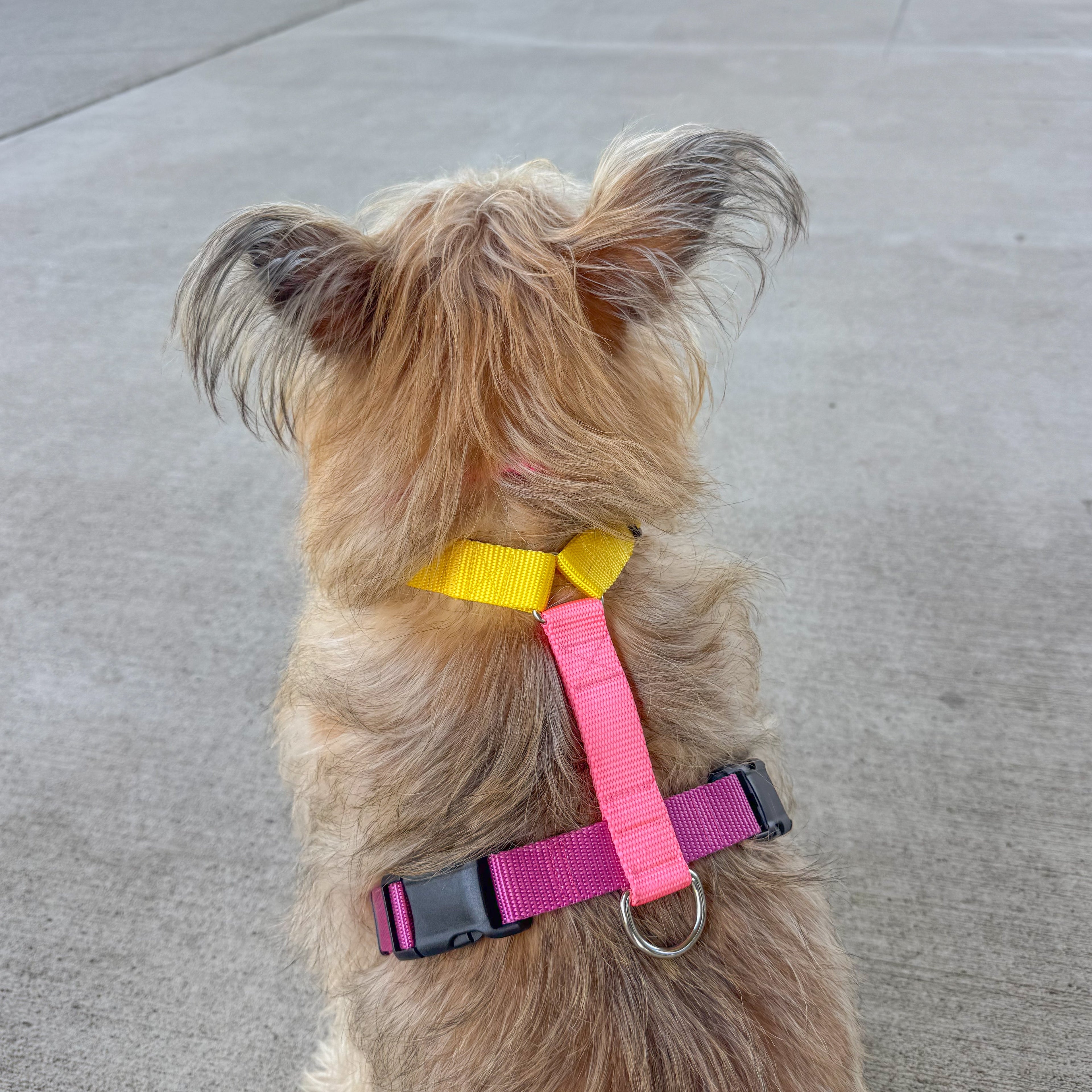 A small tan dog seen from behind wearing a bright pink and yellow harness on a paved outdoor walkway.