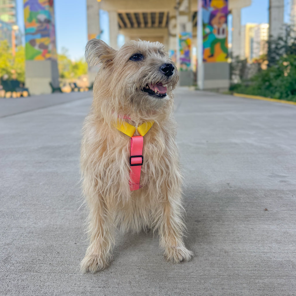 A small beige wire-haired dog wearing a bright pink and yellow harness, sitting on a concrete path under a bridge in an outdoor urban setting.
