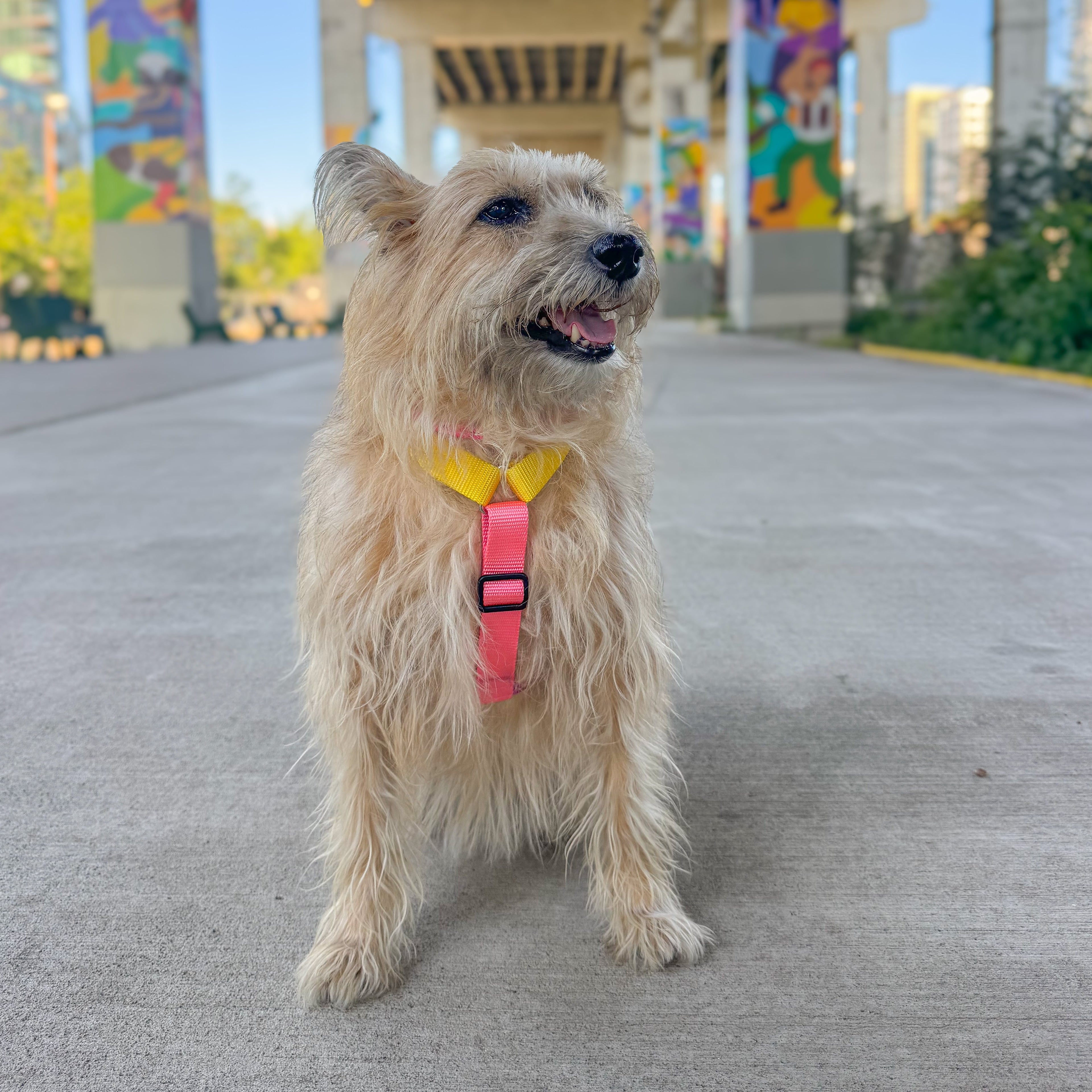 A small beige wire-haired dog wearing a bright pink and yellow harness, sitting on a concrete path under a bridge in an outdoor urban setting.