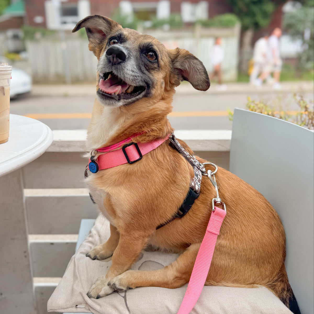 A small brown and white dog sits on a cushioned bench at an outdoor cafe, wearing a pink harness and leash. A iced coffee is visible on a table next to it, with a blurred street and brick house in the background.