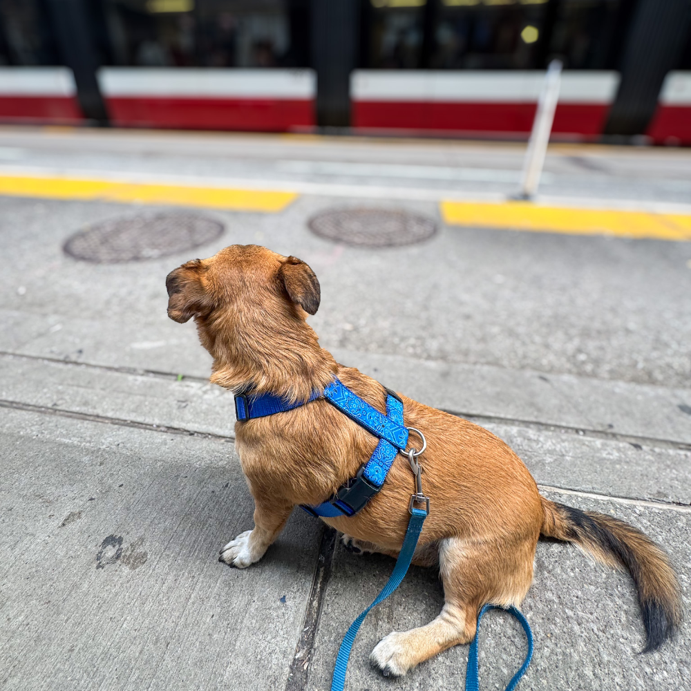 Dog harness Paisley Blue
