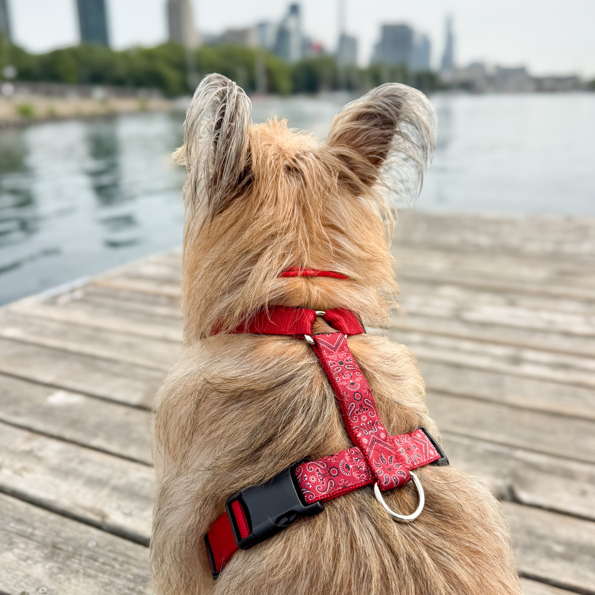 Dog harness Paisley Red