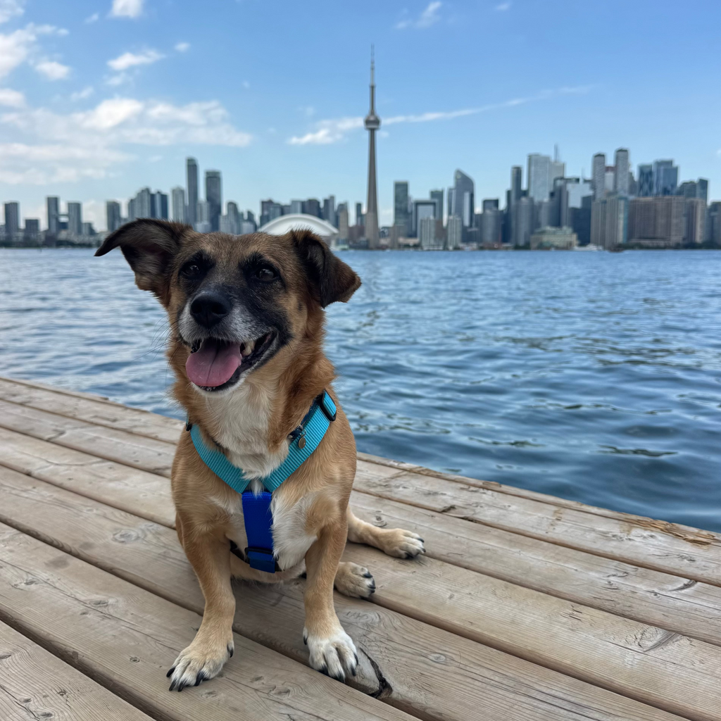 Dog harness Dockside Coffee