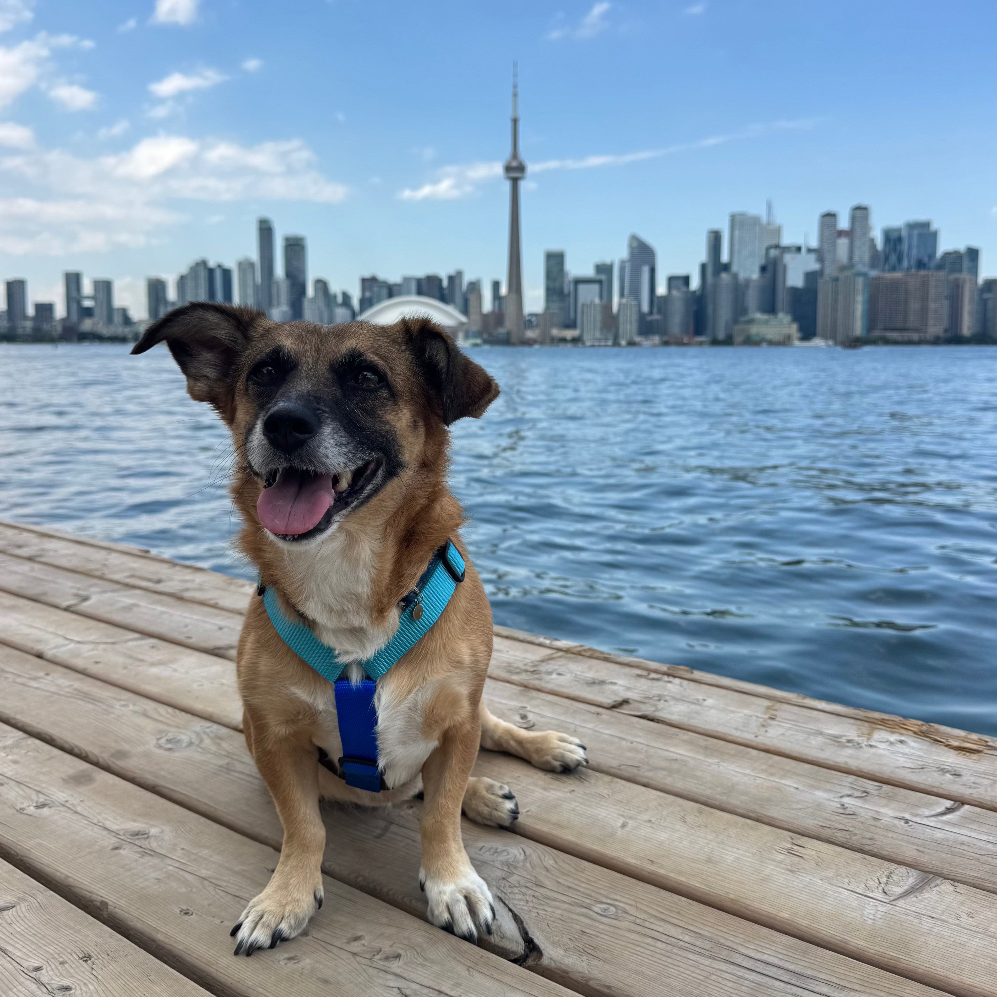 Dog harness Dockside Coffee