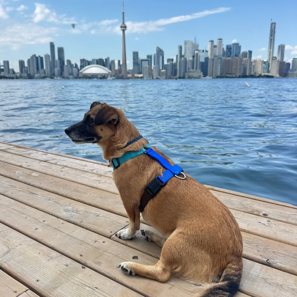Dog harness Dockside Coffee