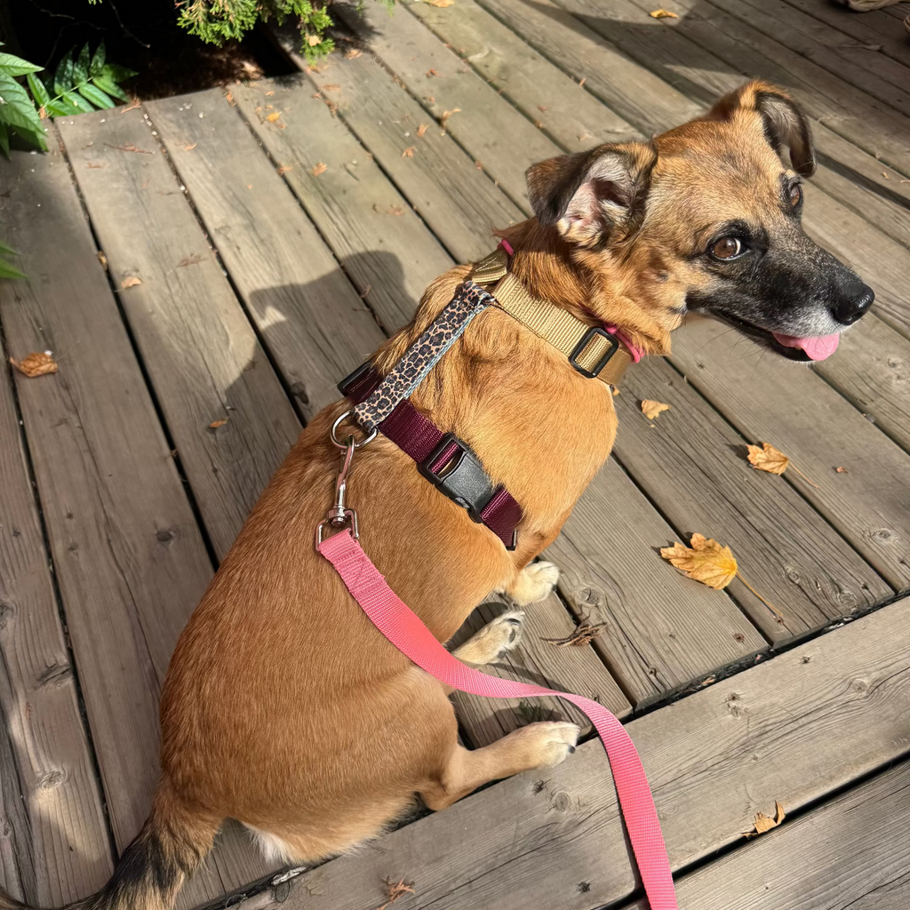 A tan and black dog sitting on a wooden deck wearing a Y-shape anatomical harness with leopard print and burgundy and beige color.