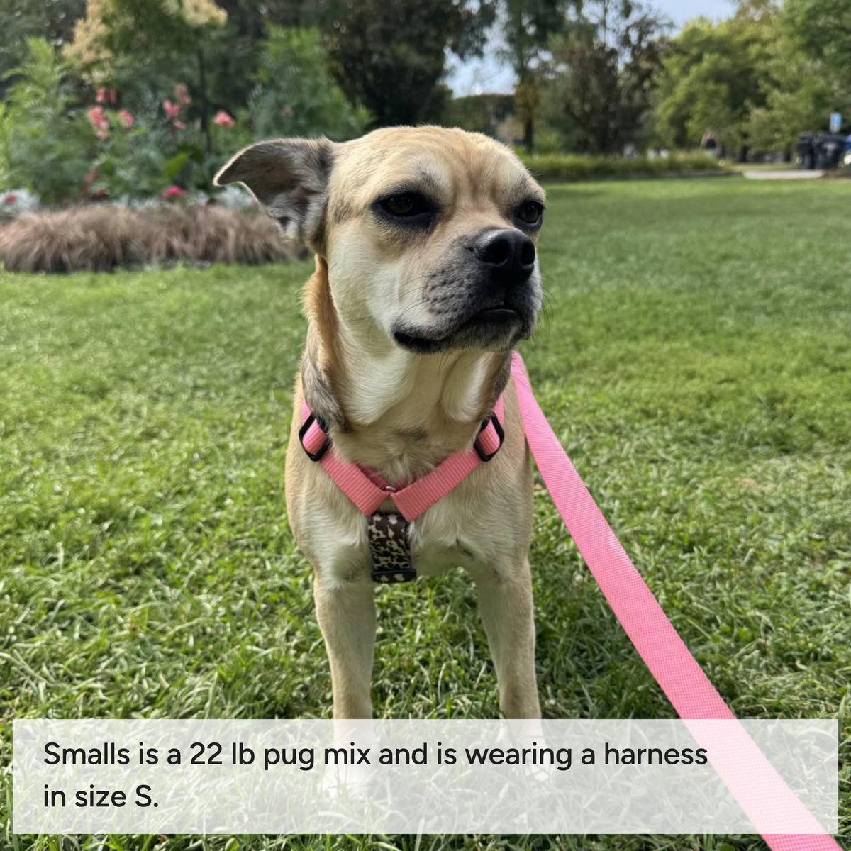 Dog harness Moo