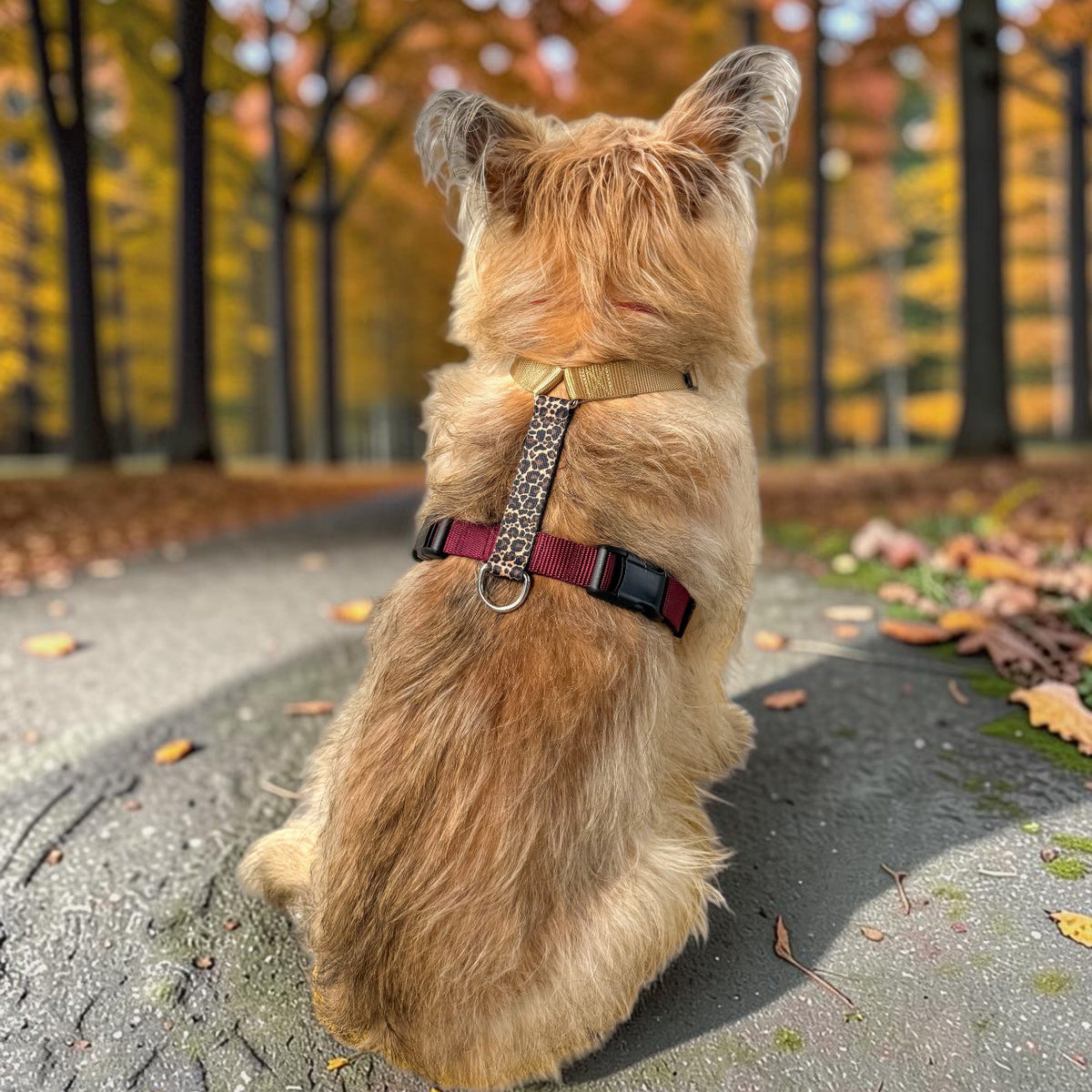 A small tan dog sits on a paved path in a park, viewed from behind, wearing a Y-shape anatomical harness in burgundy and beige color with a decorative leopard print center panel.