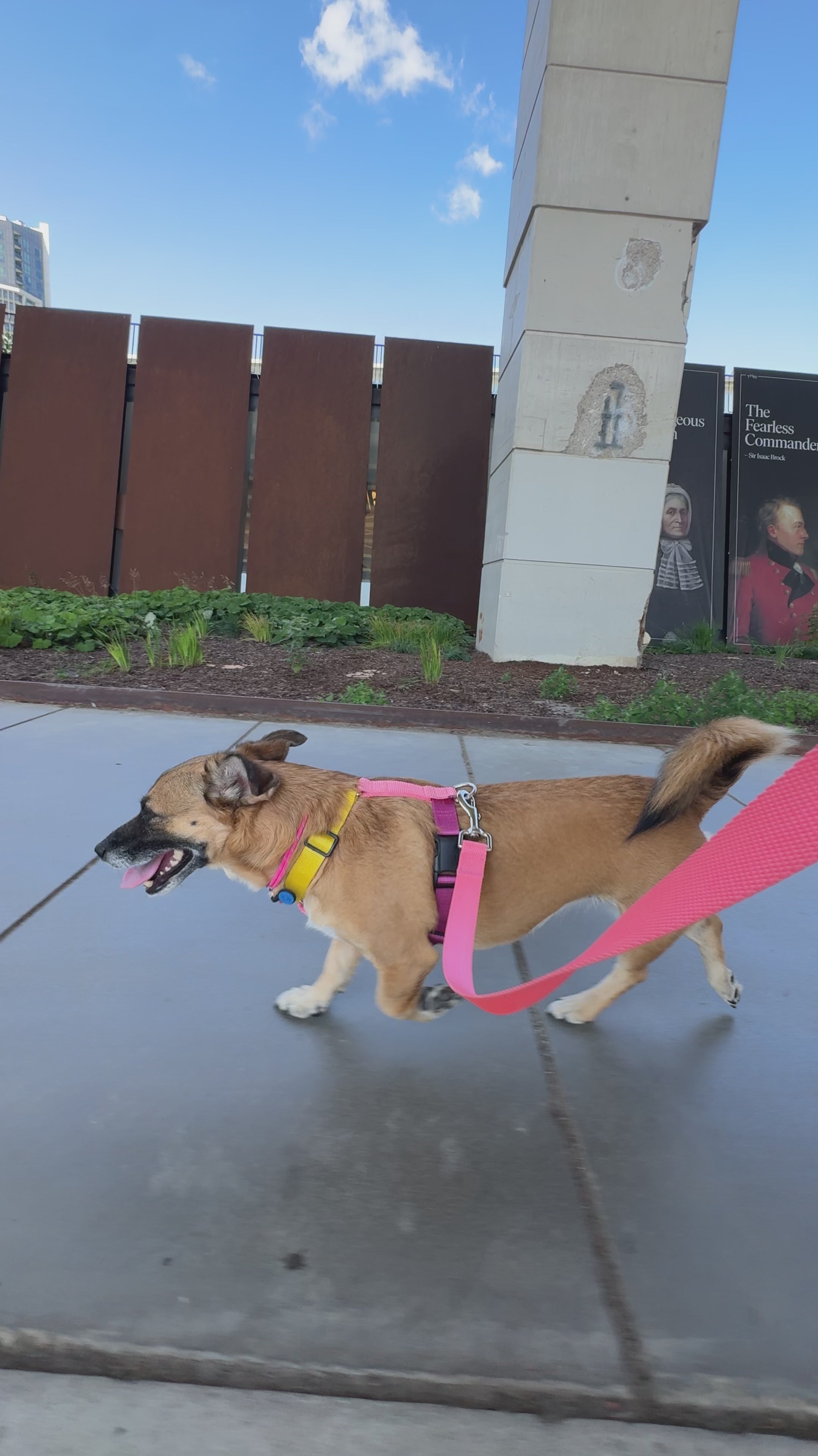 Dog harness Tutti-frutty