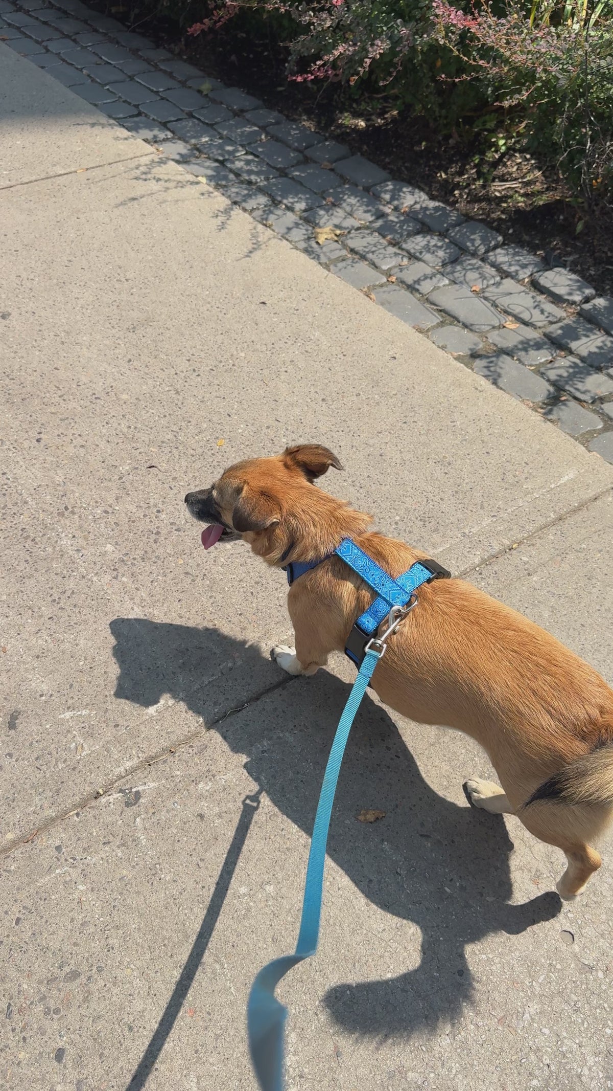 Dog harness Paisley Blue