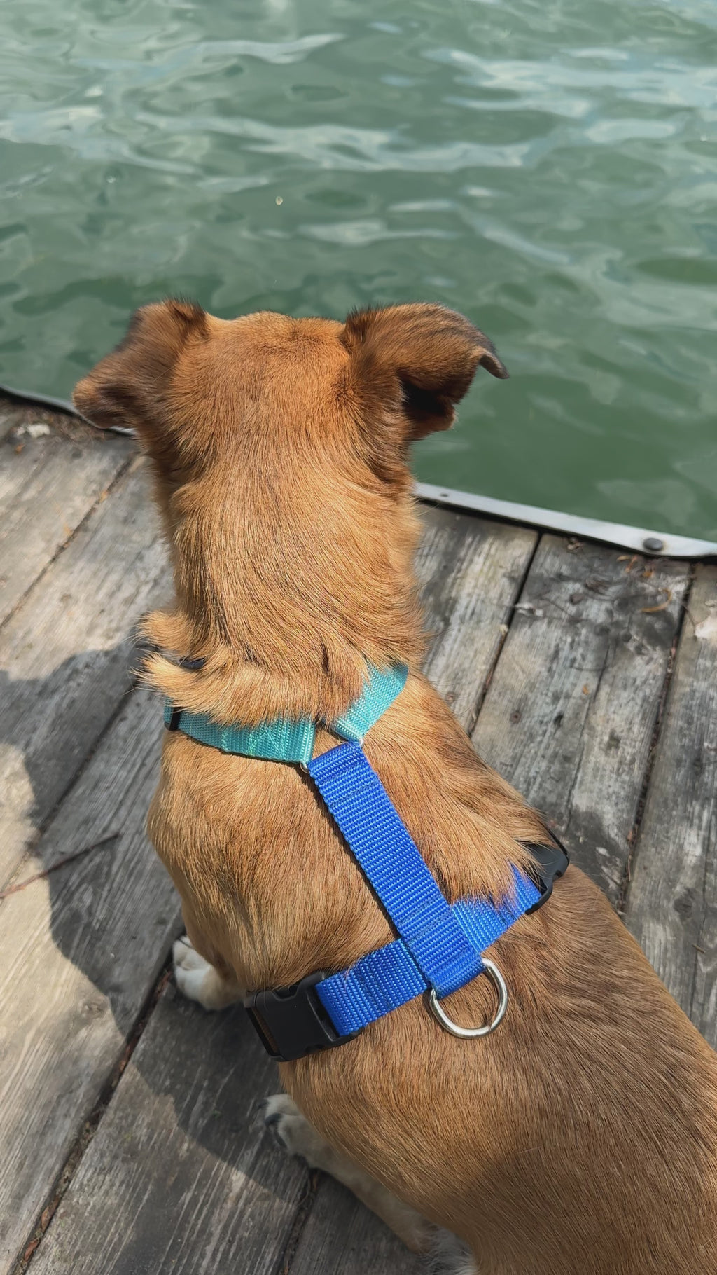 Dog harness Dockside Coffee