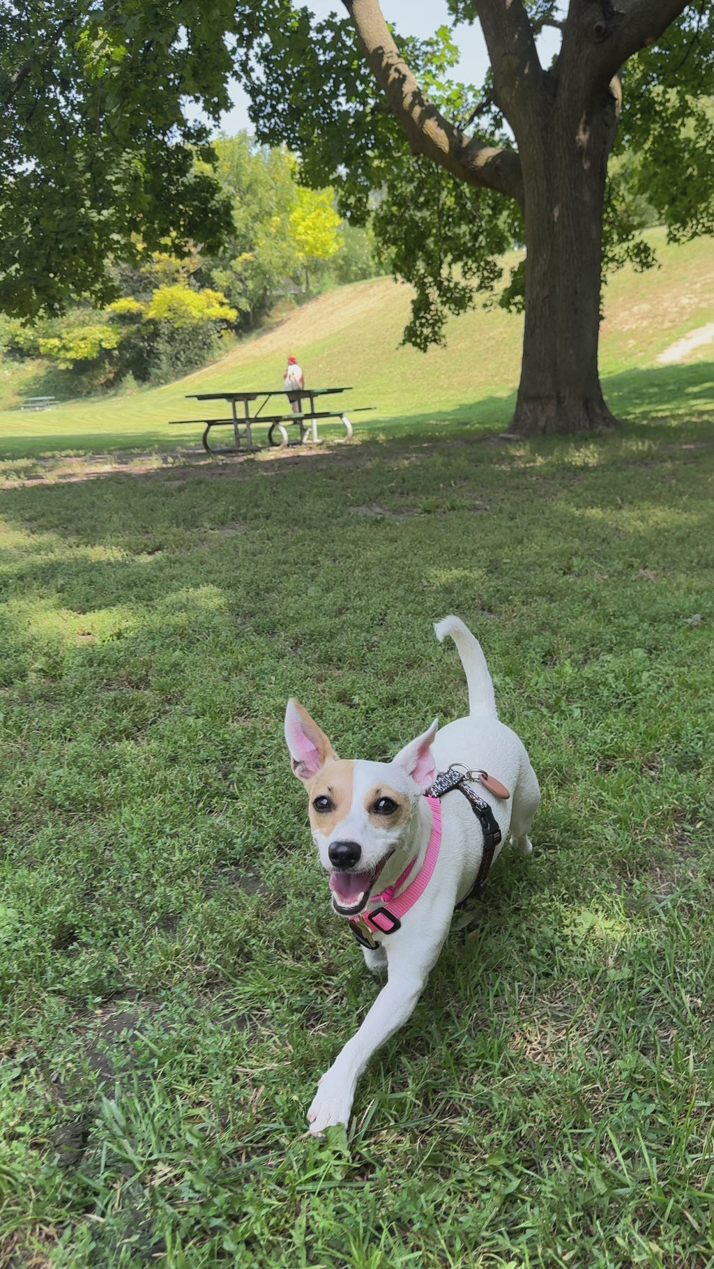 Dog harness Moo