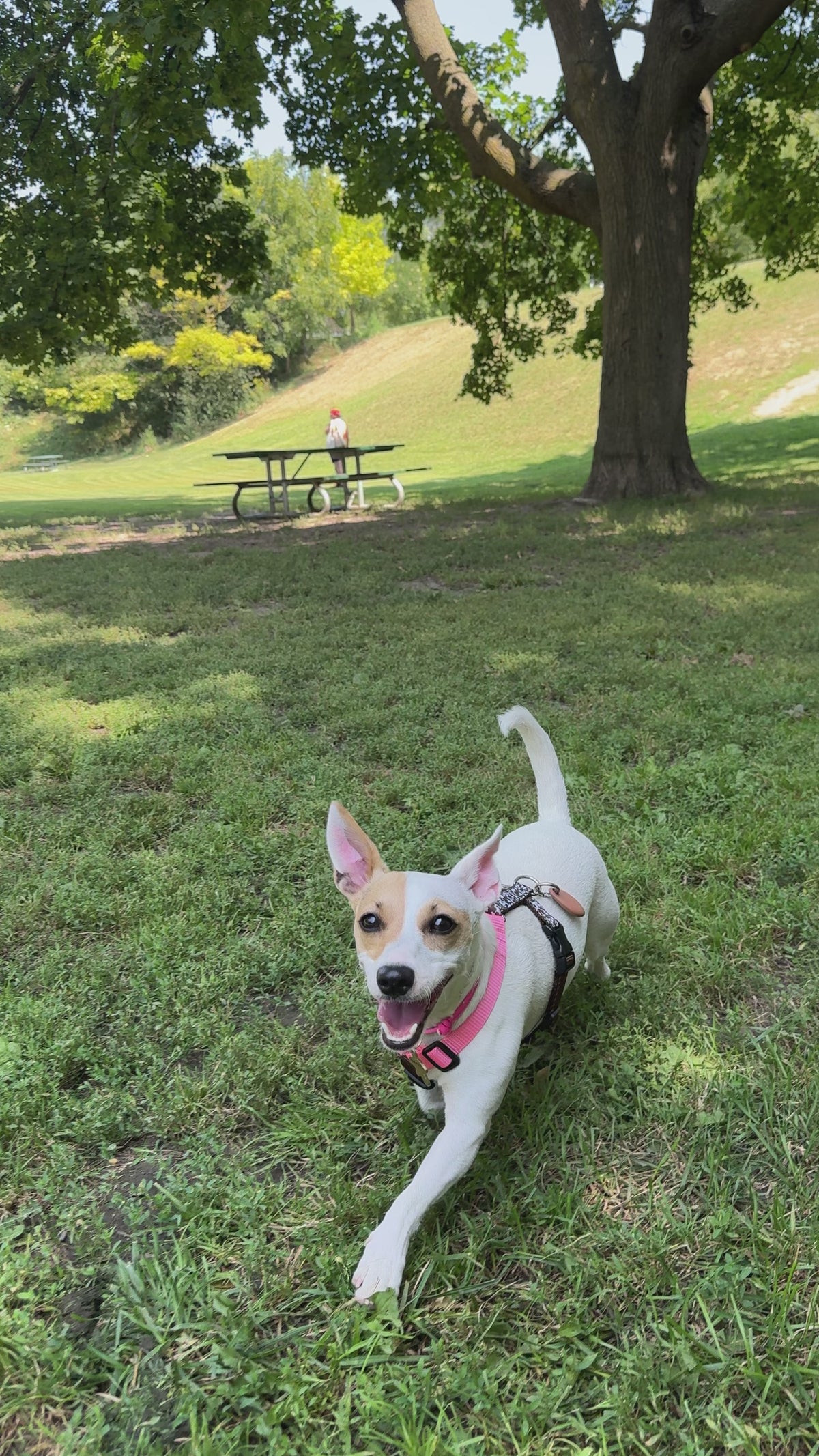 Dog harness Moo