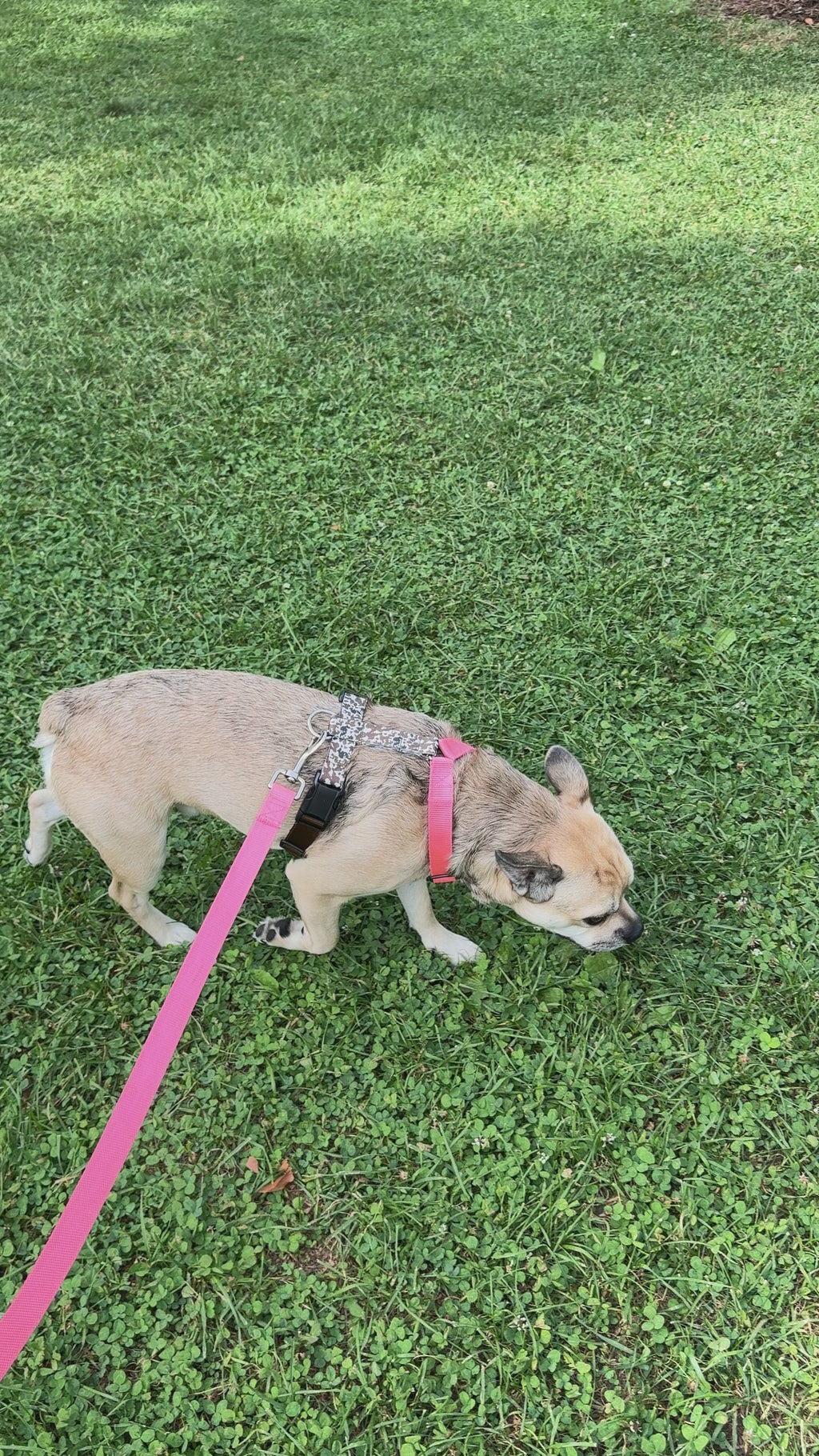 Dog harness Moo